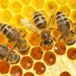 come fanno le api a fare il miele