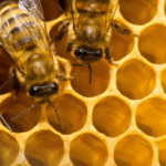 come si produce il miele