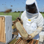 produzione del miele