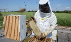 produzione del miele