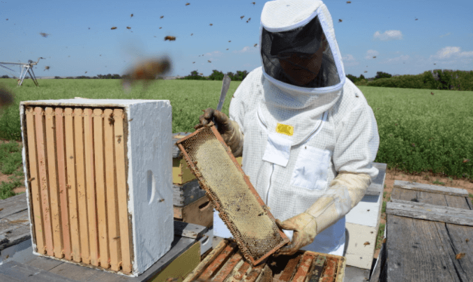 produzione del miele