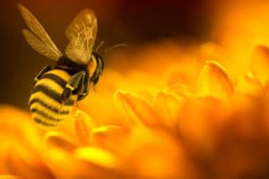 storia del miele e delle api