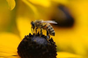 storia delle api
