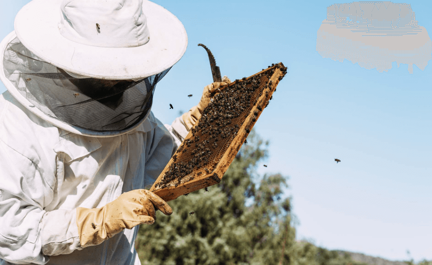 attrezzatura per apicoltori