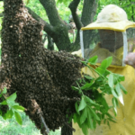 rimozione sciame di api