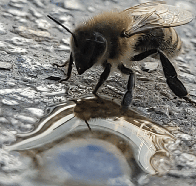 Ape che beve di Allan Vargas Quiero