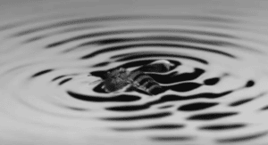 foto di Ape che plana sull'acqua in bianco e nero