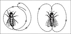 disegno dei due tipi di danze delle api da miele, quella tonda a sinistra e quella dell'addome