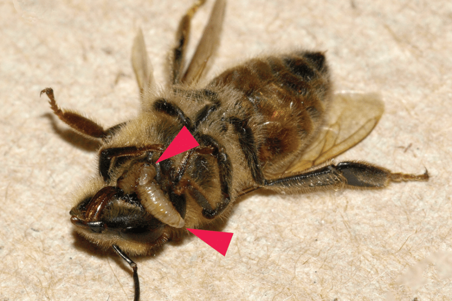 Larve di Apocephalus borealis emergono dalla carcassa di una ape