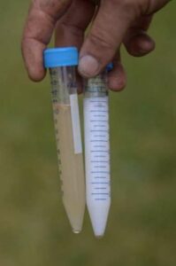 due provette di campioni con il risultati del test di holt del latte con un campione con la peste americana ed una provetta di controllo