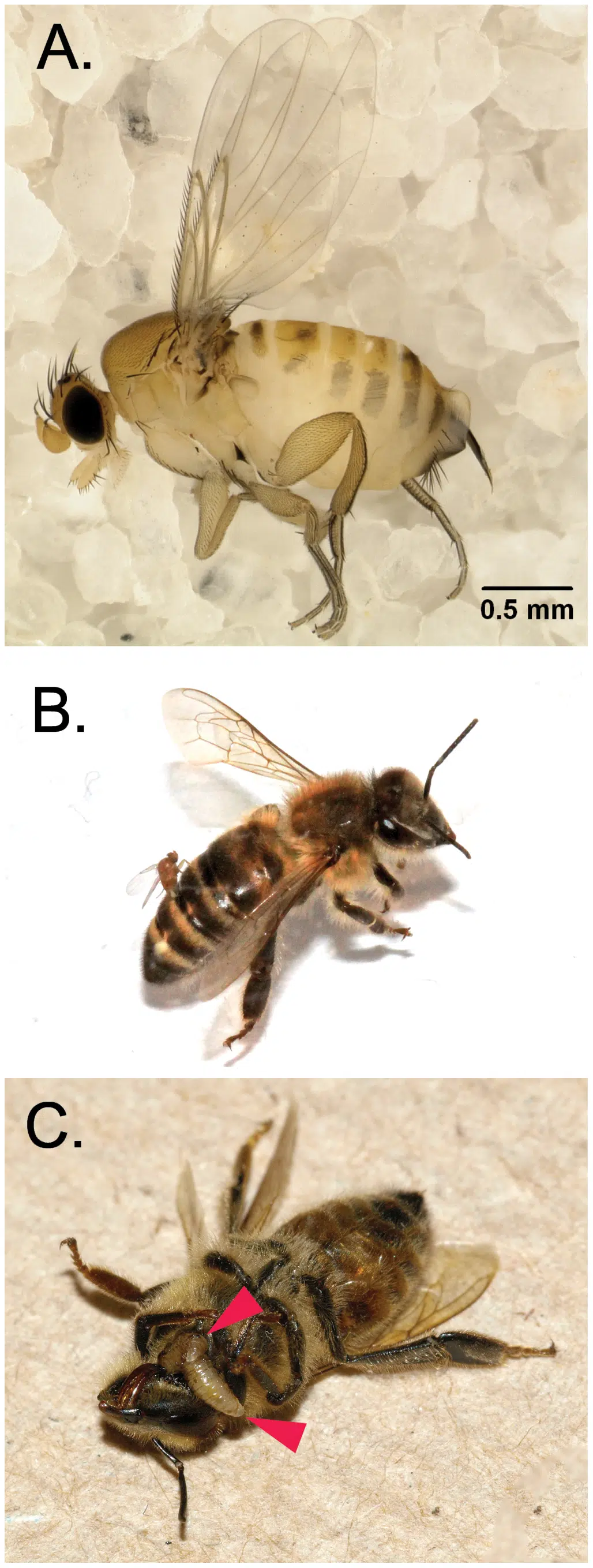 Effetti del parassitismo della Apocephalus borealis su una ape da miele in 3 immagini. La prima raffigura la Apocephalus borealis adulta, la seconda un esemplare femmina nell'atto di infettare l'ape mellifera, la terza mostra un'ape morta e le larve del parassita che le escono fuori.