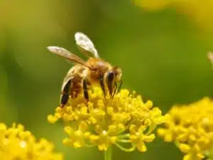 Malattia della Chalkbrood