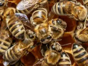 Virus dell'Apnea Virus della Paralisi Cronica delle Api