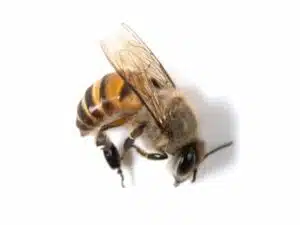 Virus delle Ali Deformi (DWV)