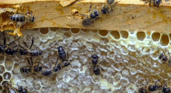 Una struttura di un alveare di api in casa