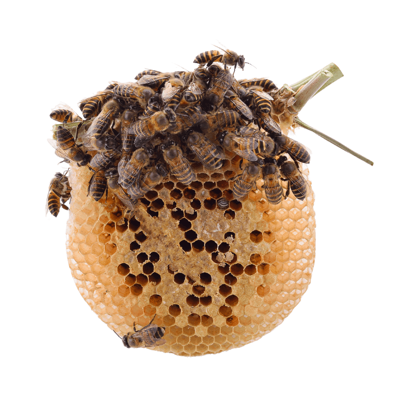 apicoltore rimozione alveare