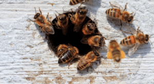 Delle api lavorano per fare il nido in casa