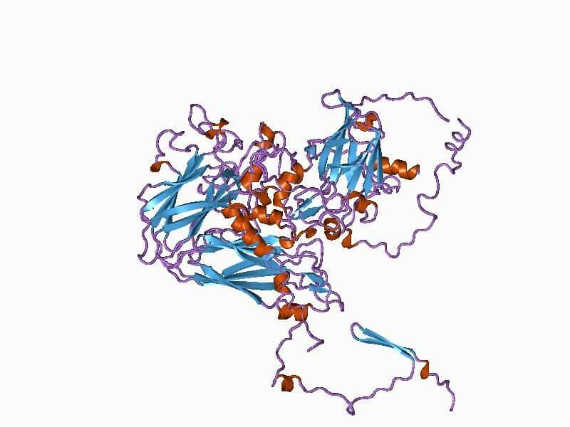 immagine di una proteina simile a quella di un virus picorna